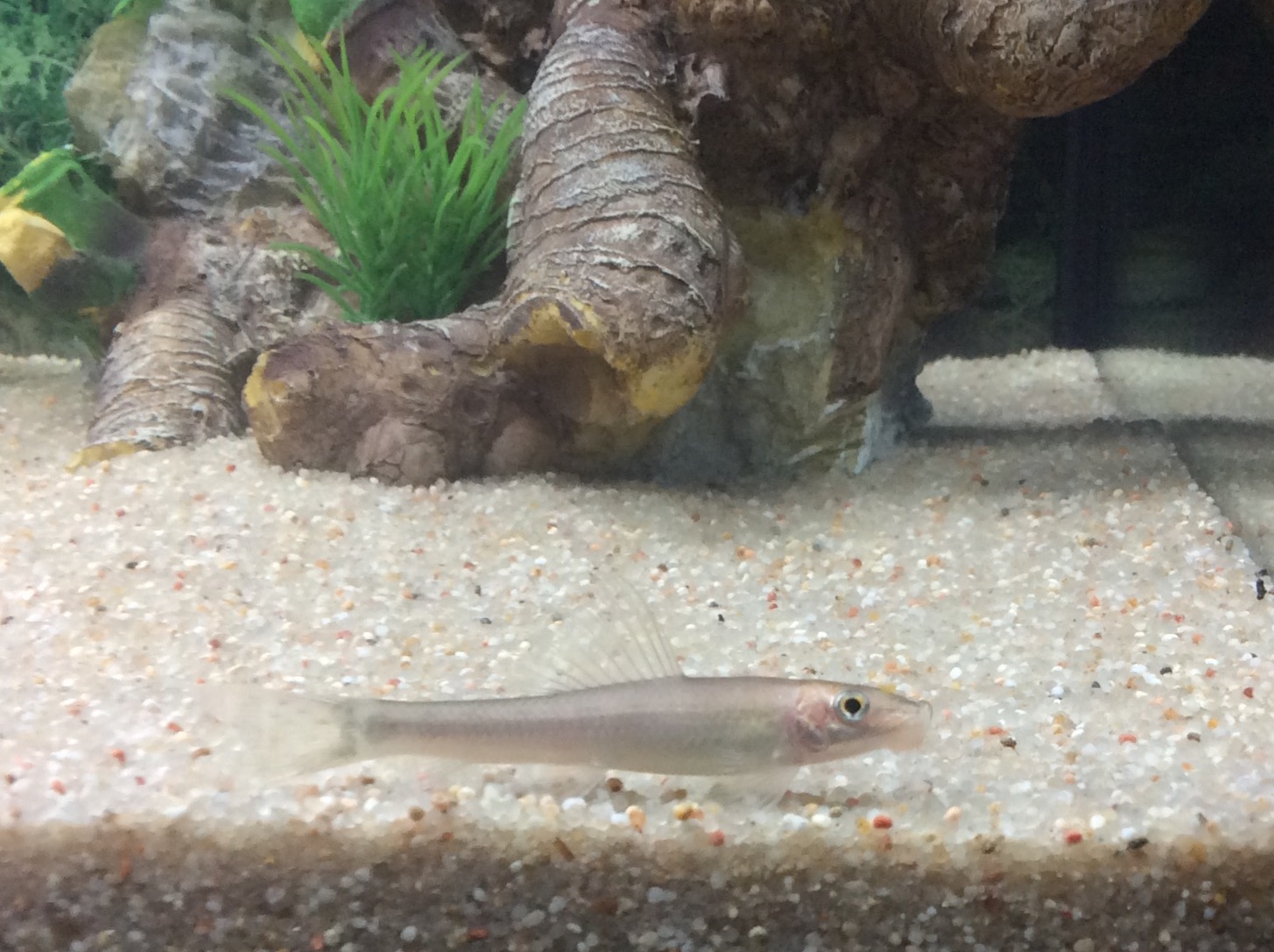 Otocinclus Affinis