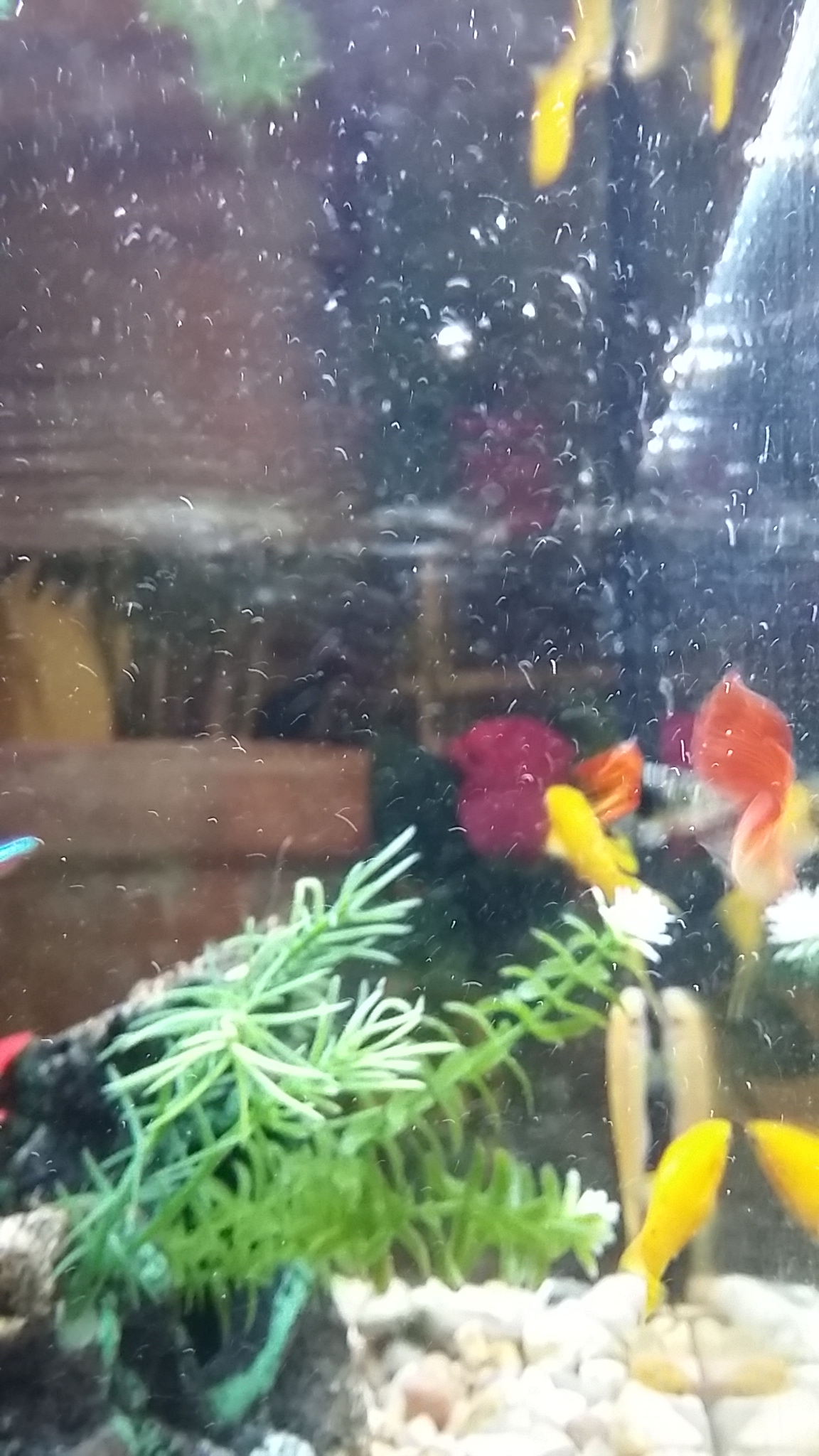 Pecera 25 litros(Mollys, Gupys, Tetras y albino Chino comelagas)