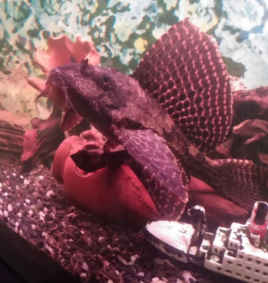 Pez Pleco en acuario.jpg