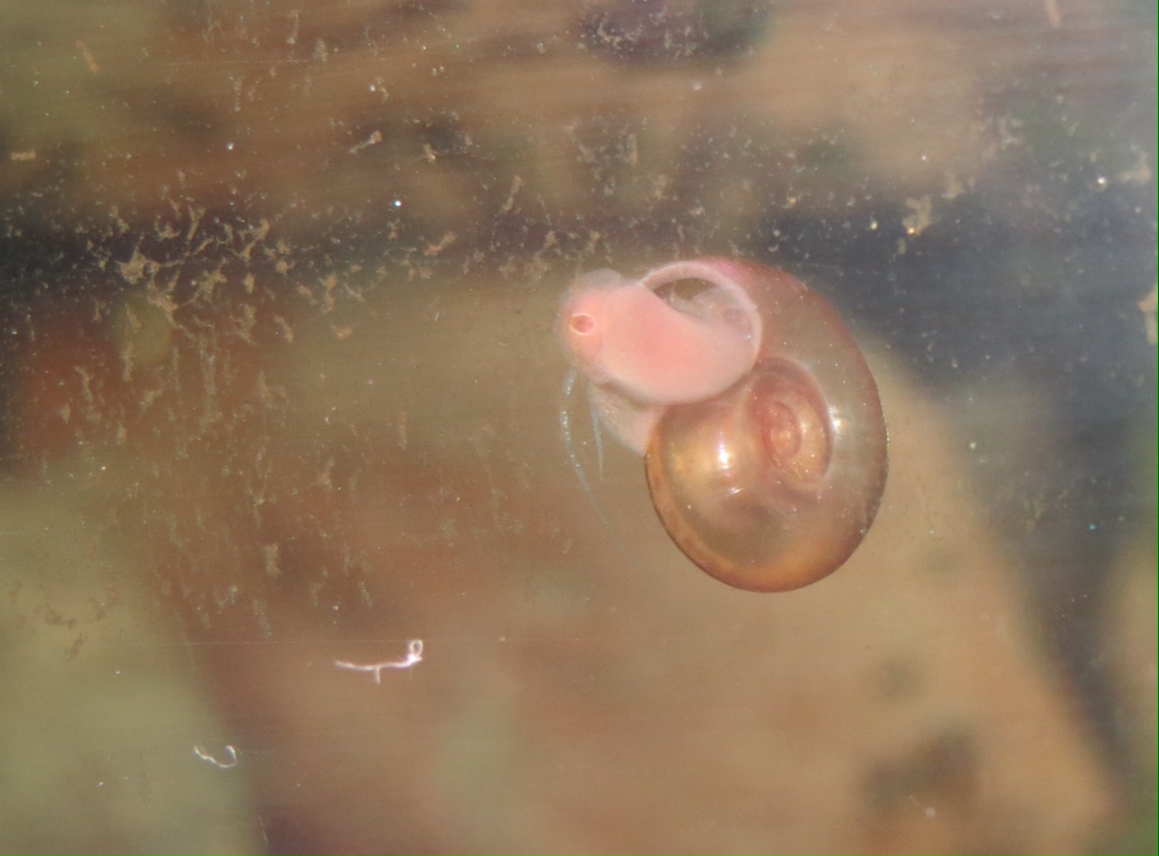 Planorbis rosa