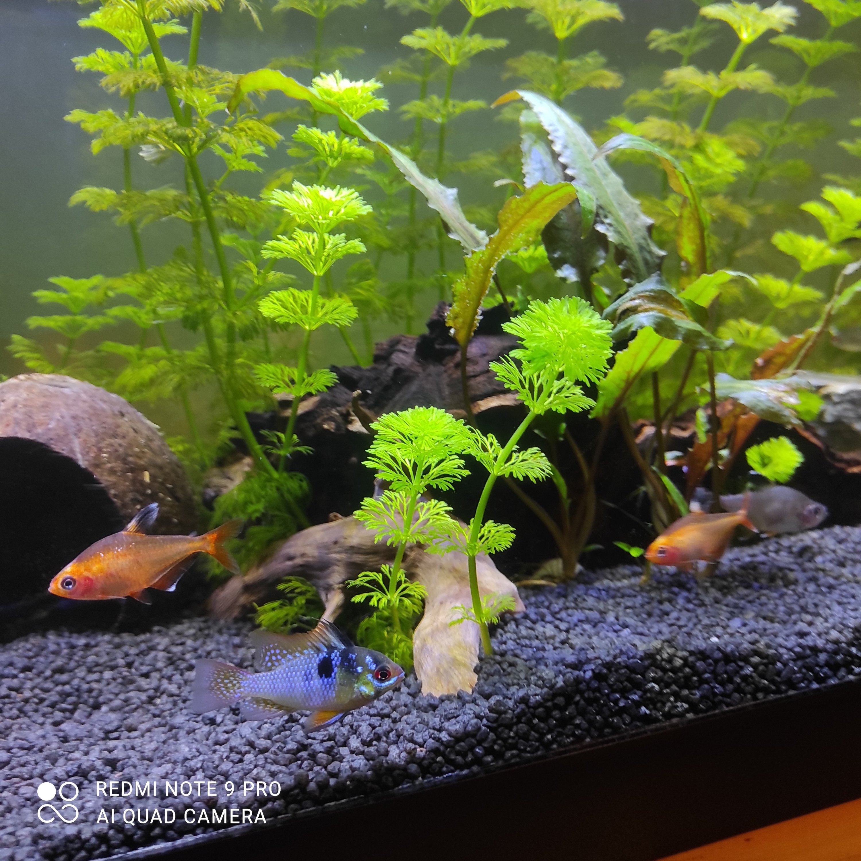 Plantas de Acuario