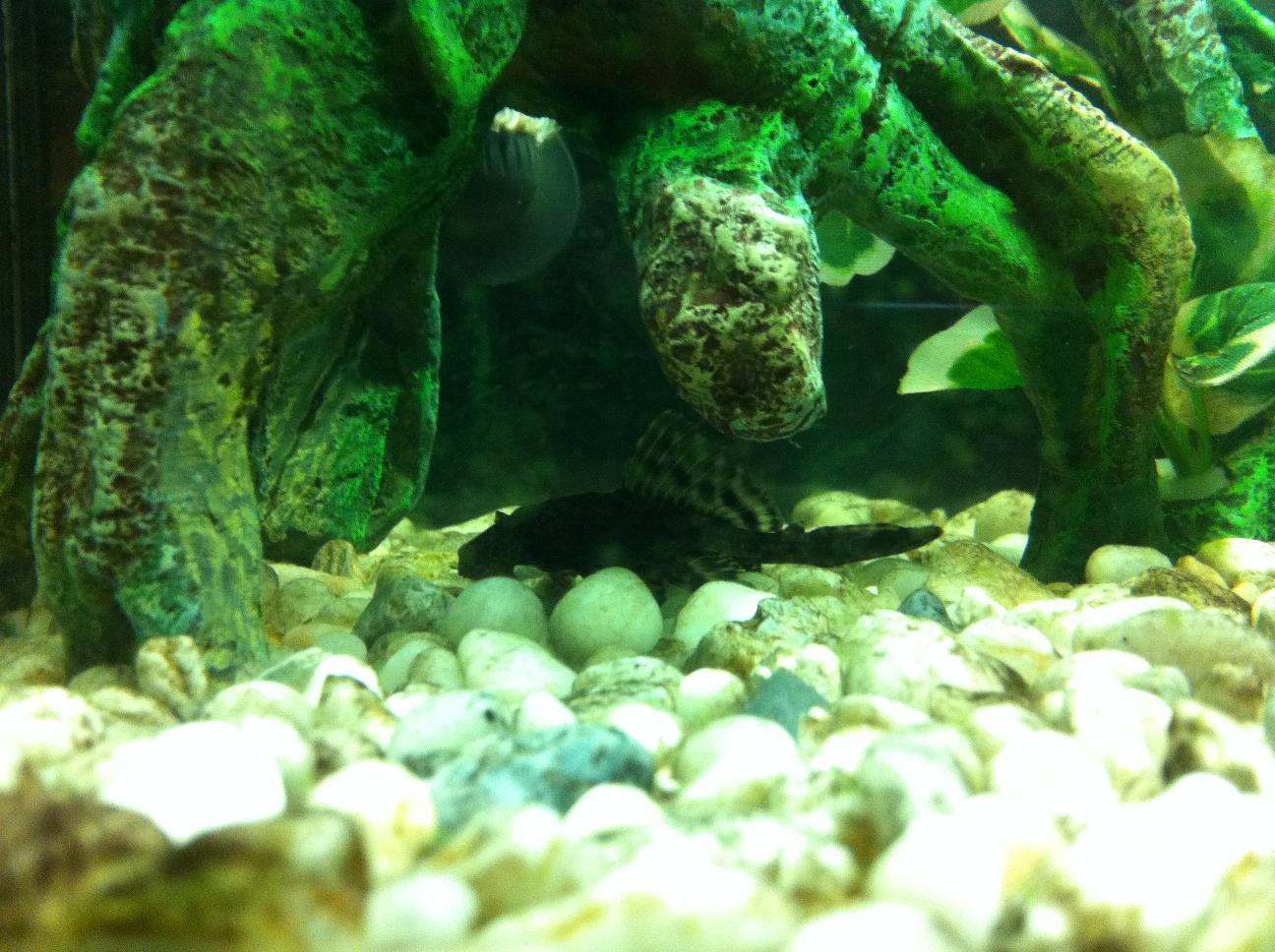 Pleco