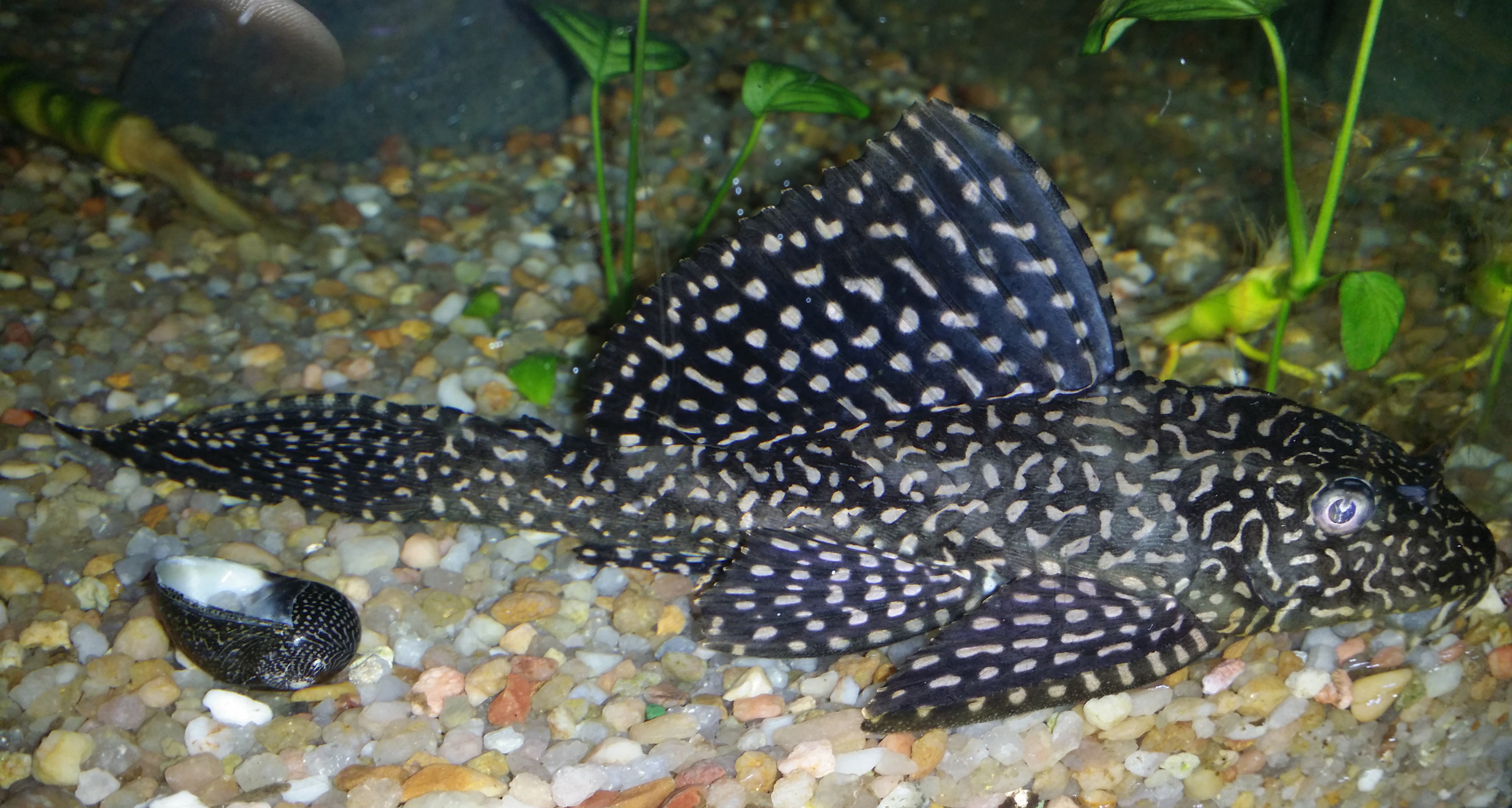 Plecostomus