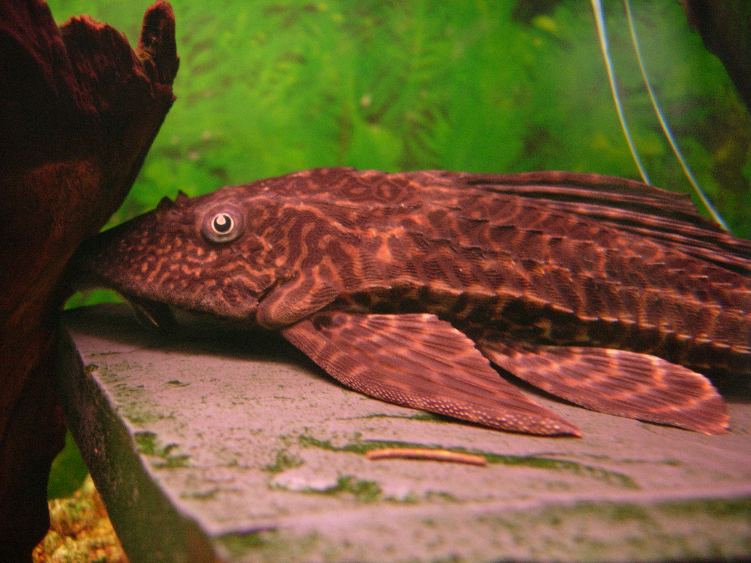 Plecostomus