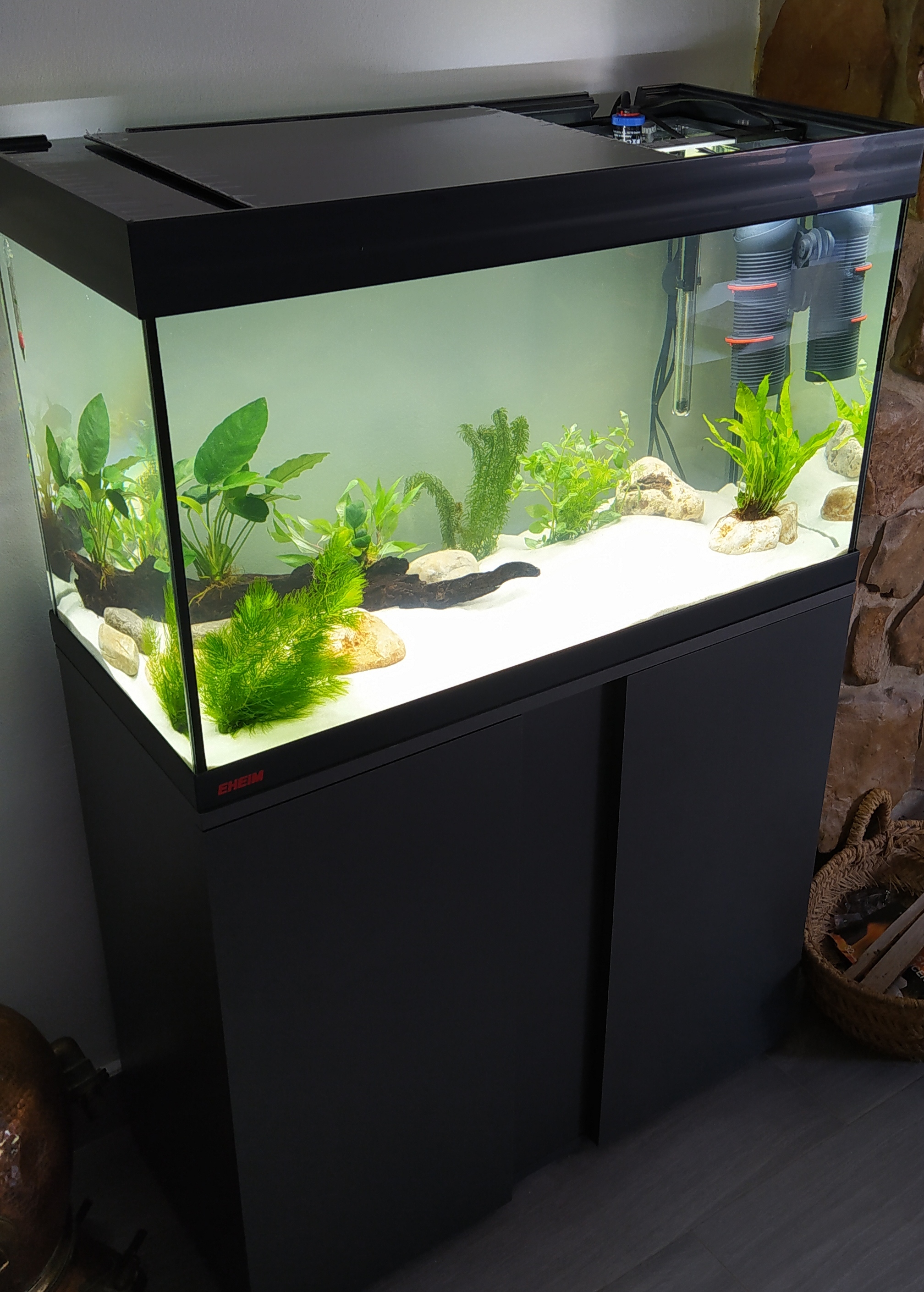 Primer acuario plantado