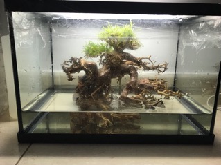proyecto bonsai