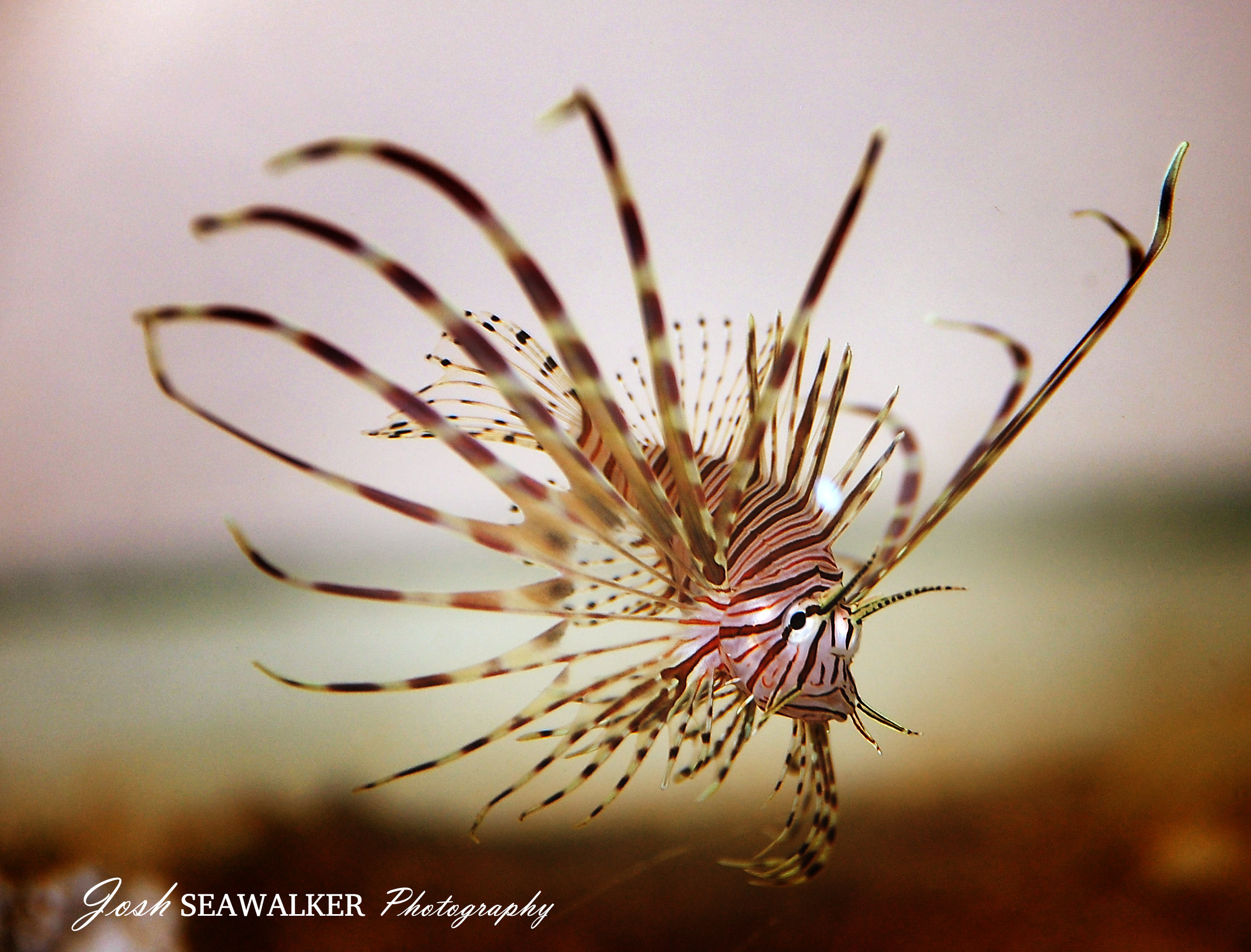 Pterois antennata