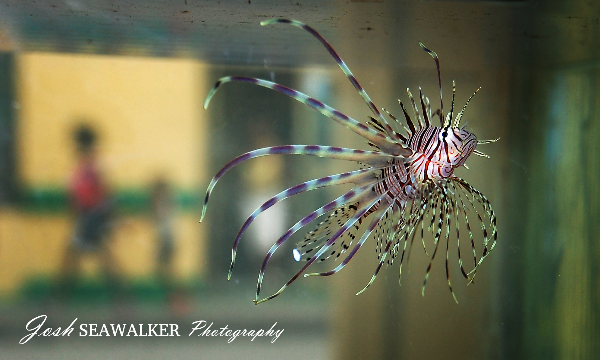 Pterois antennataa que molan 2