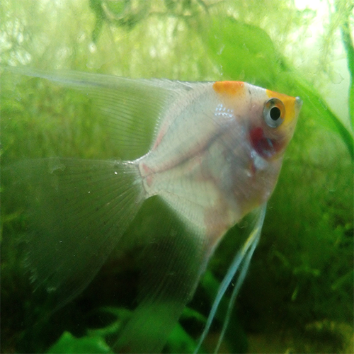 Pterophyllum Scalare