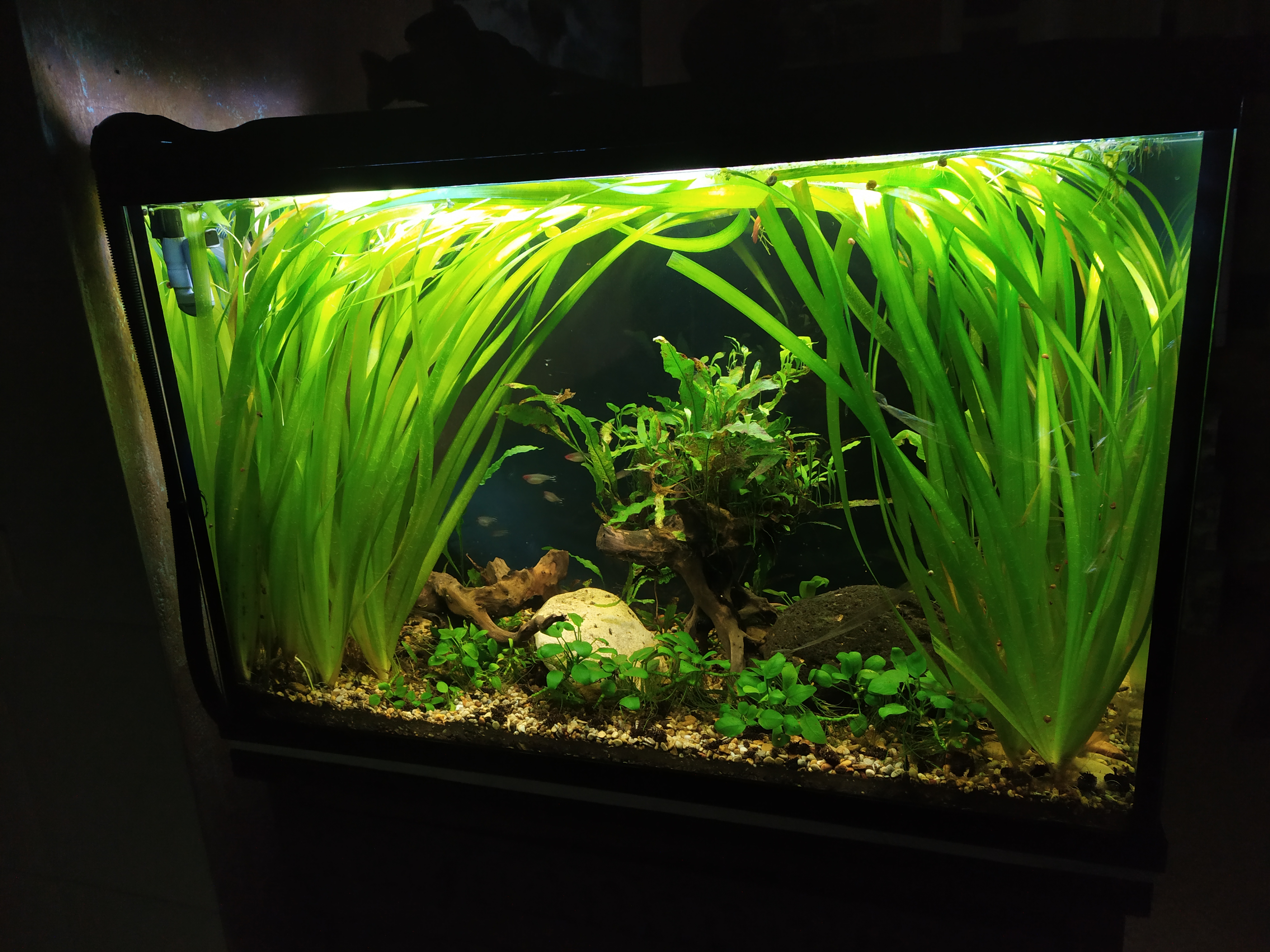 Puente de vallisneria