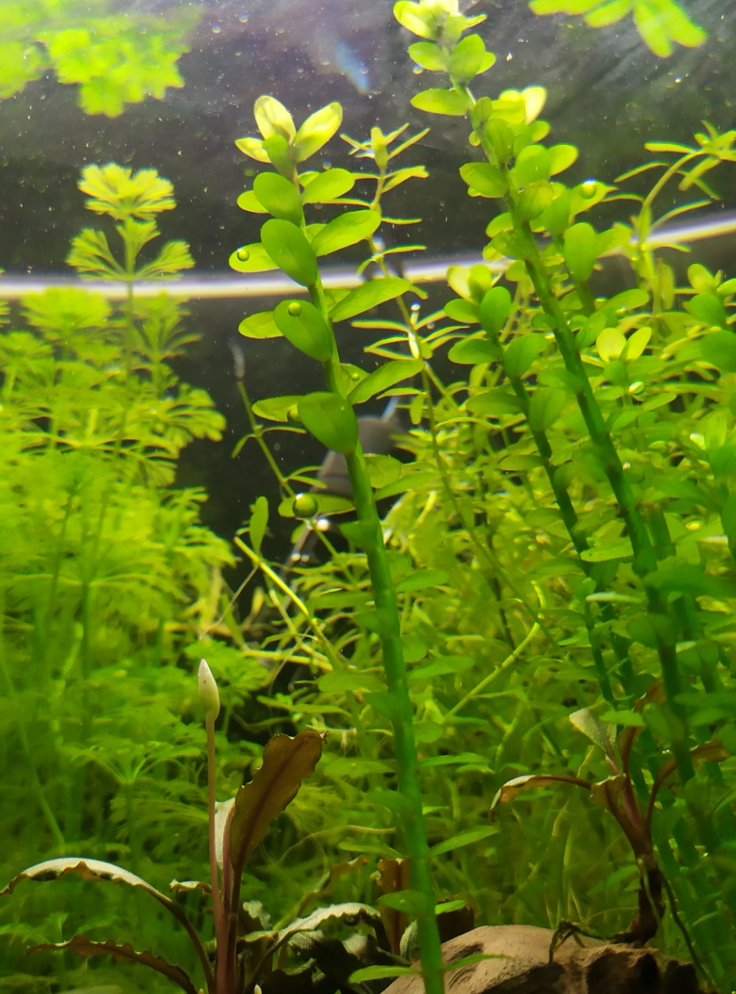 Rotala Bonsái