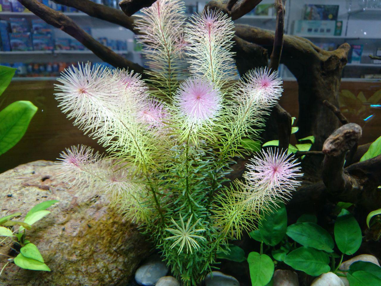 Rotala Wallichii