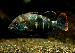 Aequidens Rivulatus