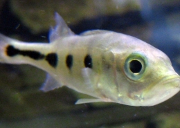 Cichla Ocellaris