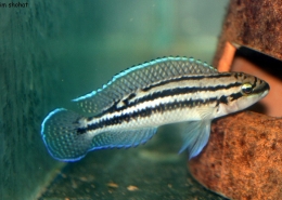 Julidochromis Dickfeldi