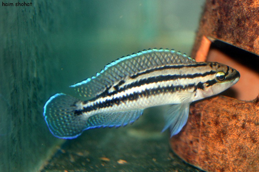 Julidochromis Dickfeldi