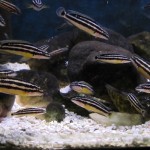 Julidochromis Ornatus