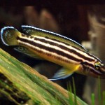 Julidochromis Regani