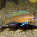 Paracyprichromis Nigripinnis