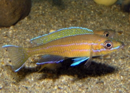 Paracyprichromis Nigripinnis