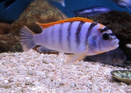 Labidochromis sp. Hongi