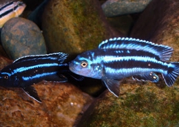 Melanochromis Cyaneorhabdos