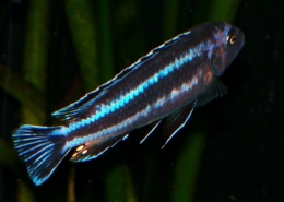 Melanochromis Johanni