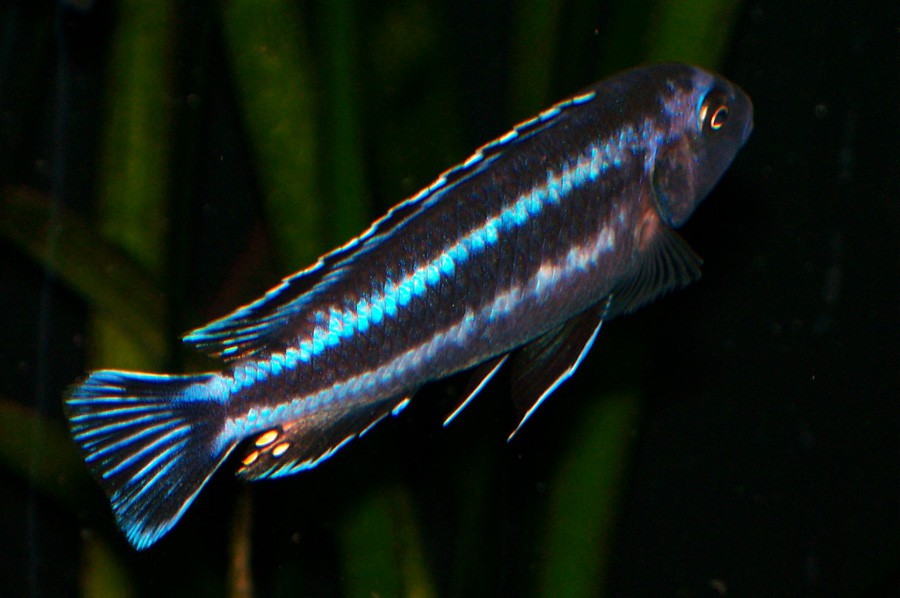 Melanochromis Johanni
