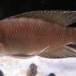 Neolamprologus Brevis