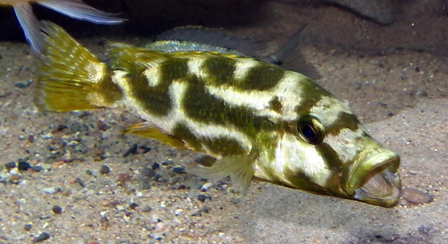 Nimbochromis Livingstonii