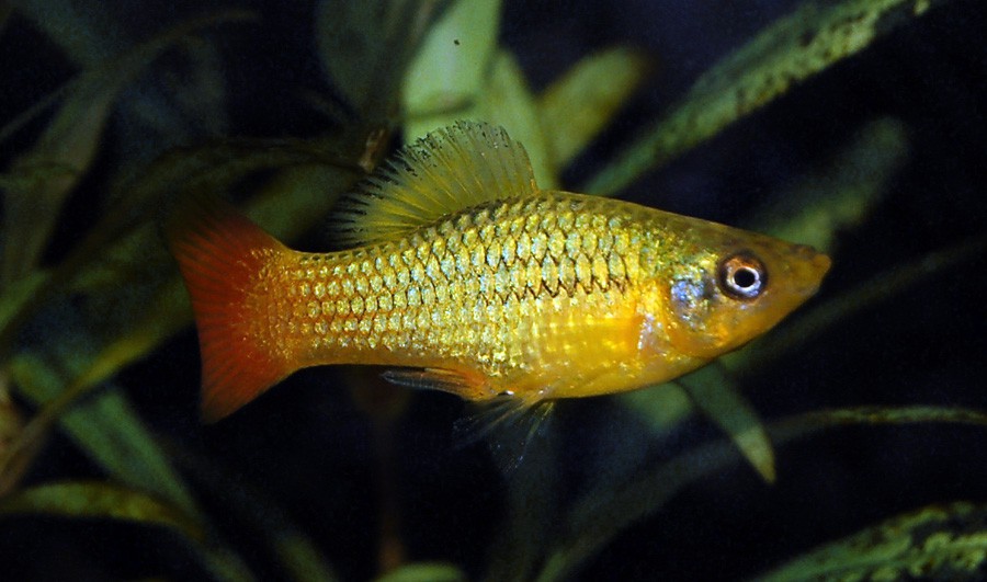 Xiphophorus Variatus