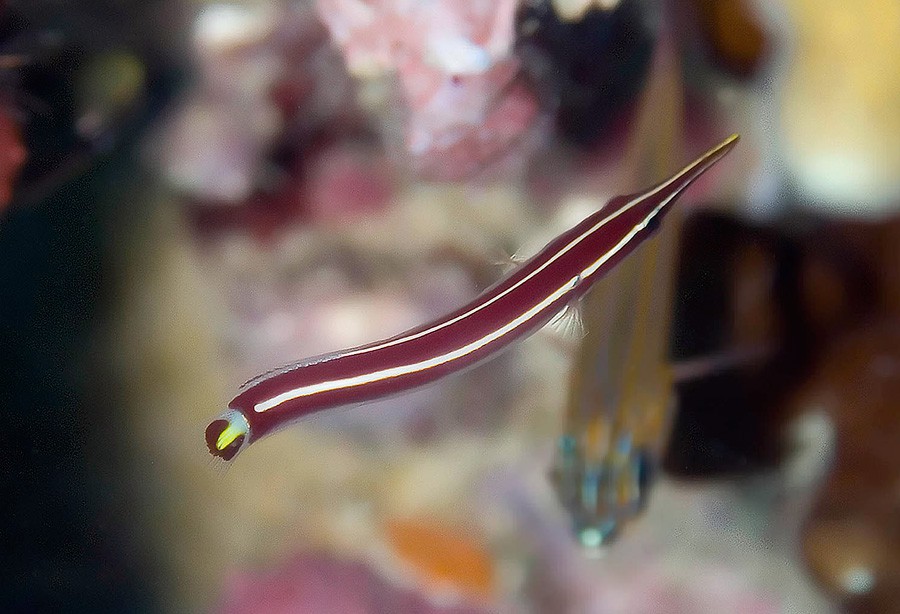 Diademichthys Lineatus