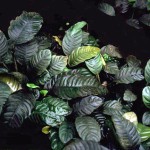 Anubias Barteri var. Coffeefolia