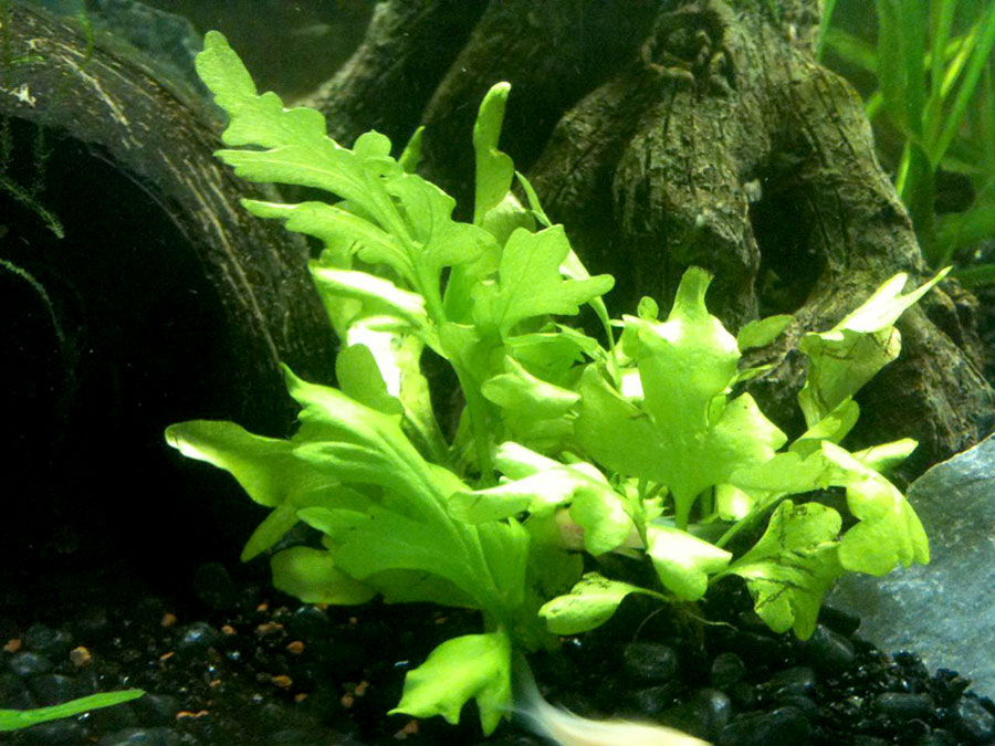 Plantas para acuario