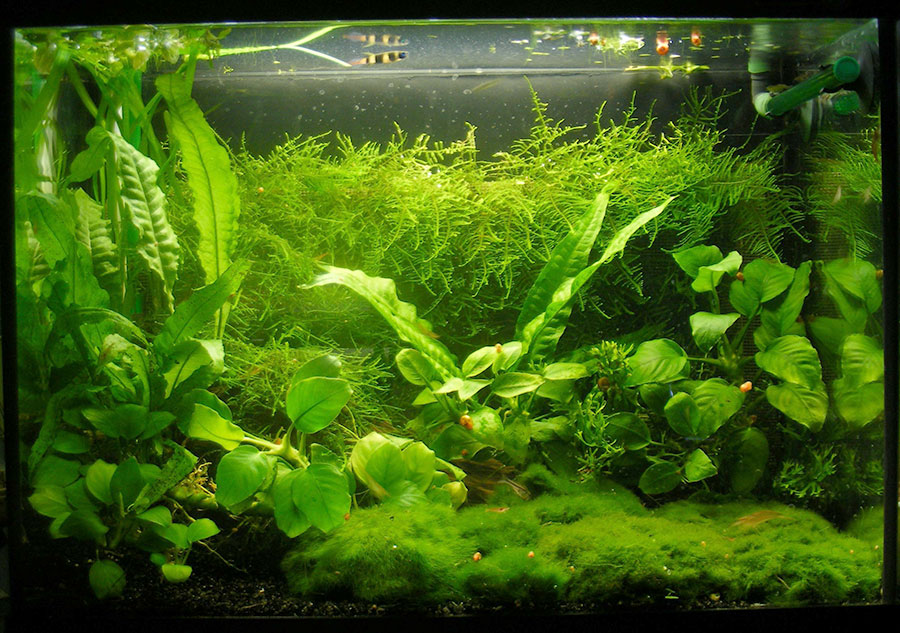 Busirde 3-4cm Cladophora aegagrophila Aquarienpflanze Aquarium Trübungen im Wasser Algen Dcoration Grünpflanze