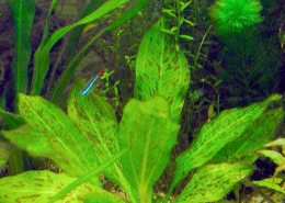 Echinodorus 'Ozelot Verde'