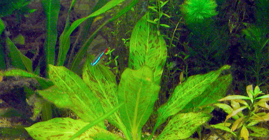 Echinodorus 'Ozelot Verde'