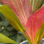 Echinodorus 'Red Special'