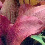 Echinodorus 'Reni'