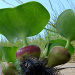 Eichhornia Crassipes
