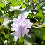 Eichhornia Crassipes